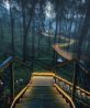 Wisata Alam Hutan Pinus Orchid Forest Lembang